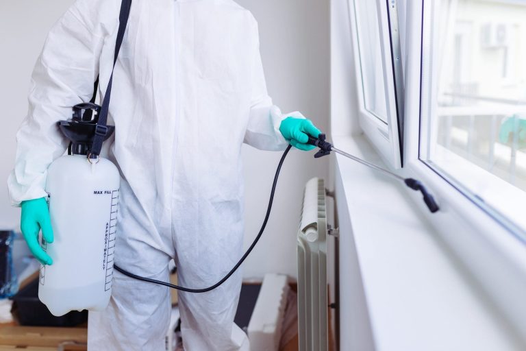 Repairing Pest-Related Damage: Can Pest Control Services Help?