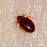 How to Prepare Your Home for a Bed Bug Exterminator