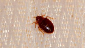 How to Prepare Your Home for a Bed Bug Exterminator